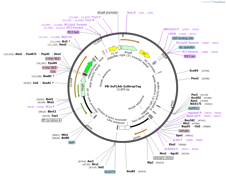 253239-plasmid-map-sequence-id-503853