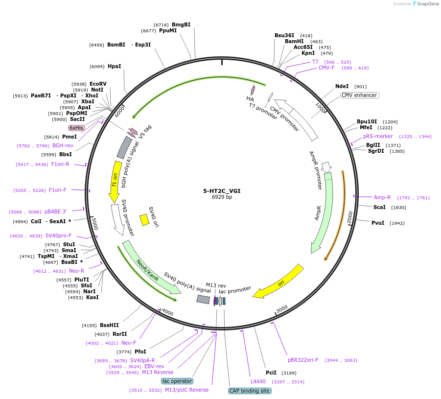 252884-plasmid-map-sequence-id-503867
