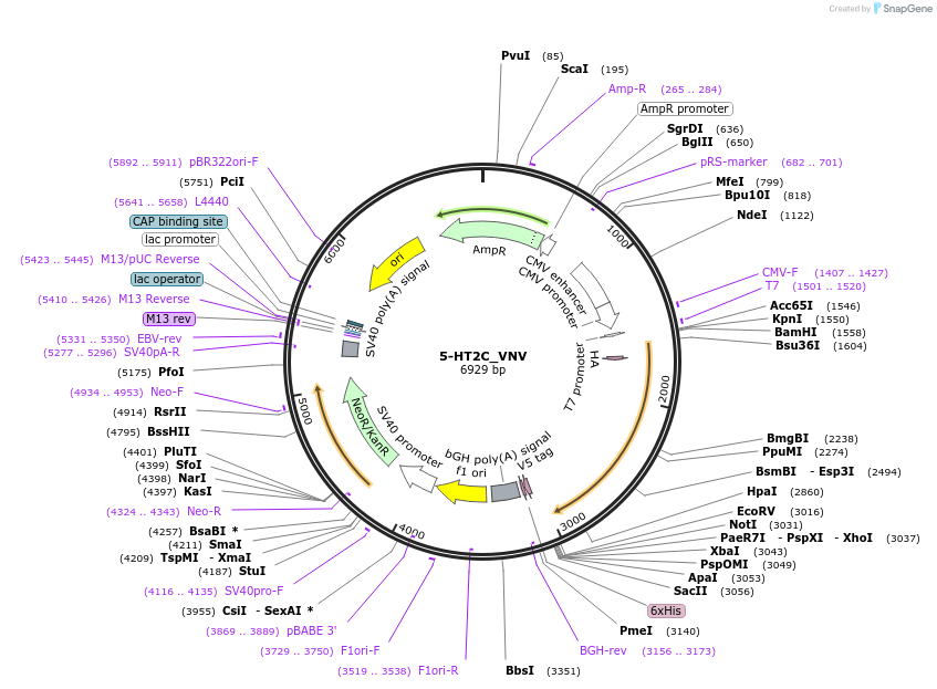 252885-plasmid-map-sequence-id-503868