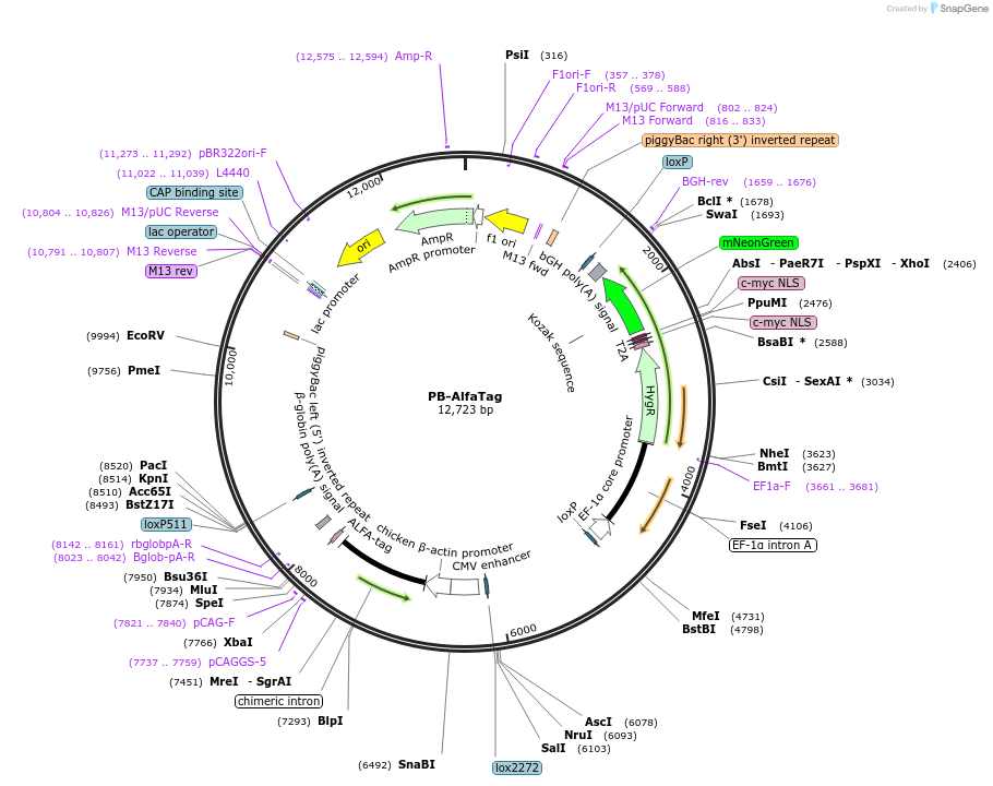 253248-plasmid-map-sequence-id-503885