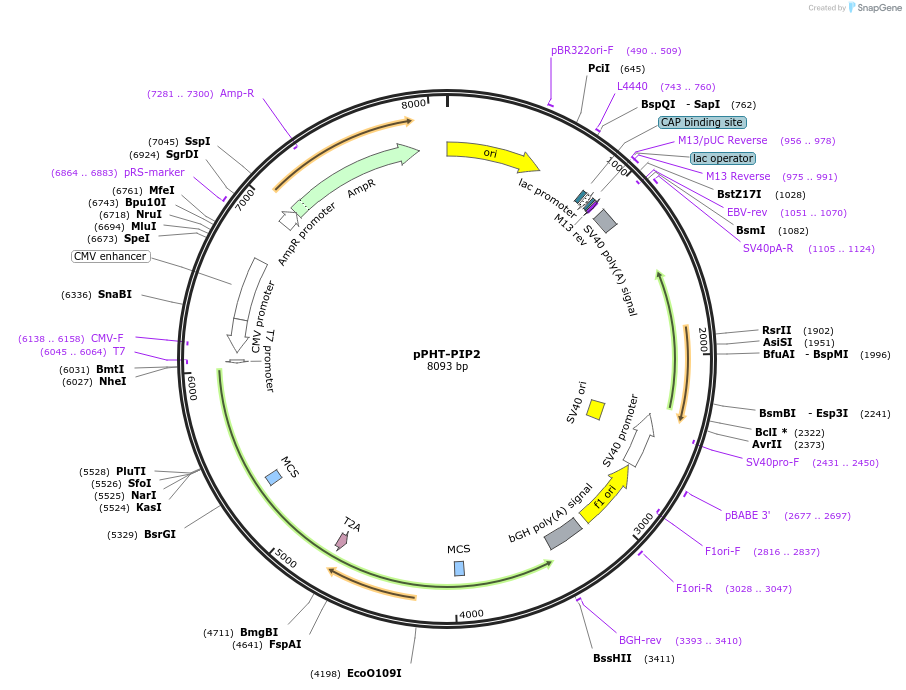 60937-plasmid-map-sequence-id-503887