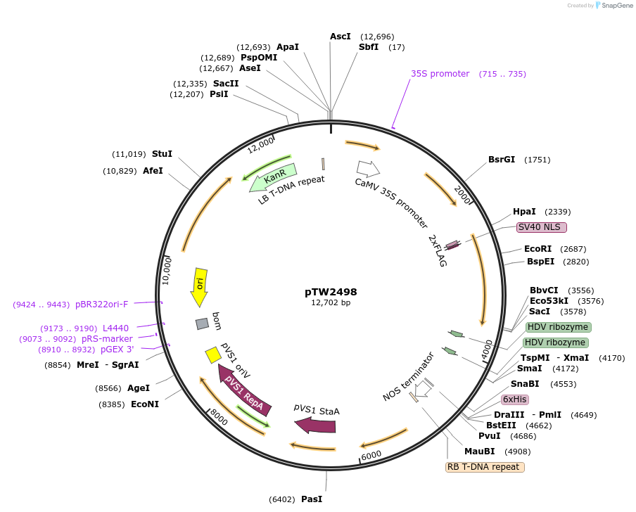252581-plasmid-map-sequence-id-503905
