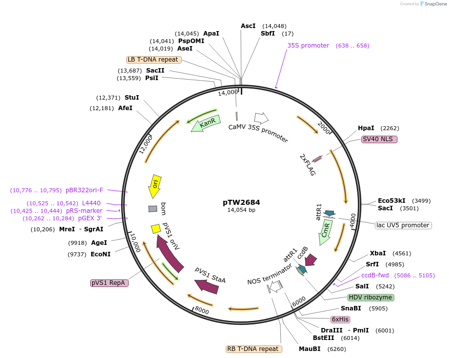 252585-plasmid-map-sequence-id-503907