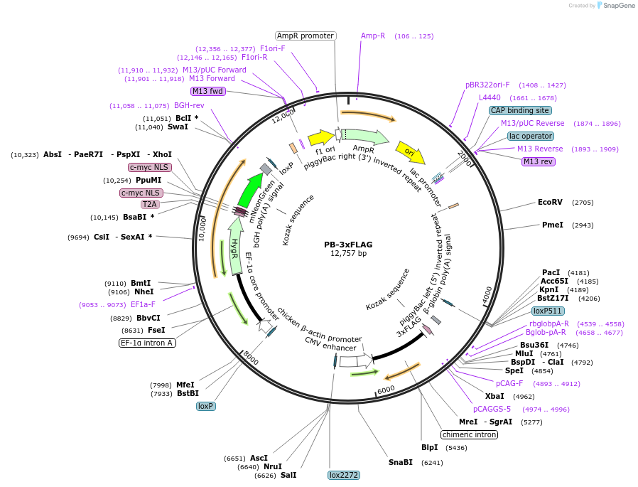 253240-plasmid-map-sequence-id-503912