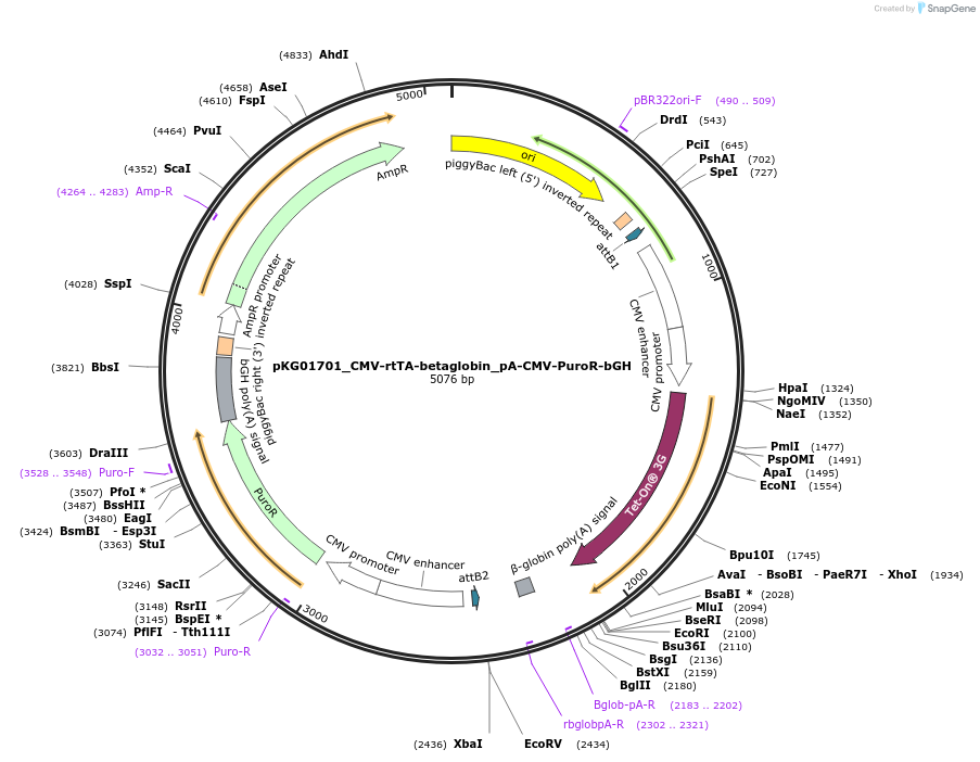 252540-plasmid-map-sequence-id-503917