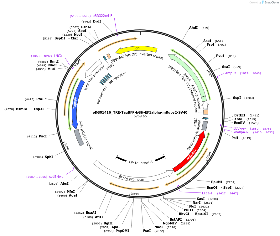 252541-plasmid-map-sequence-id-503918