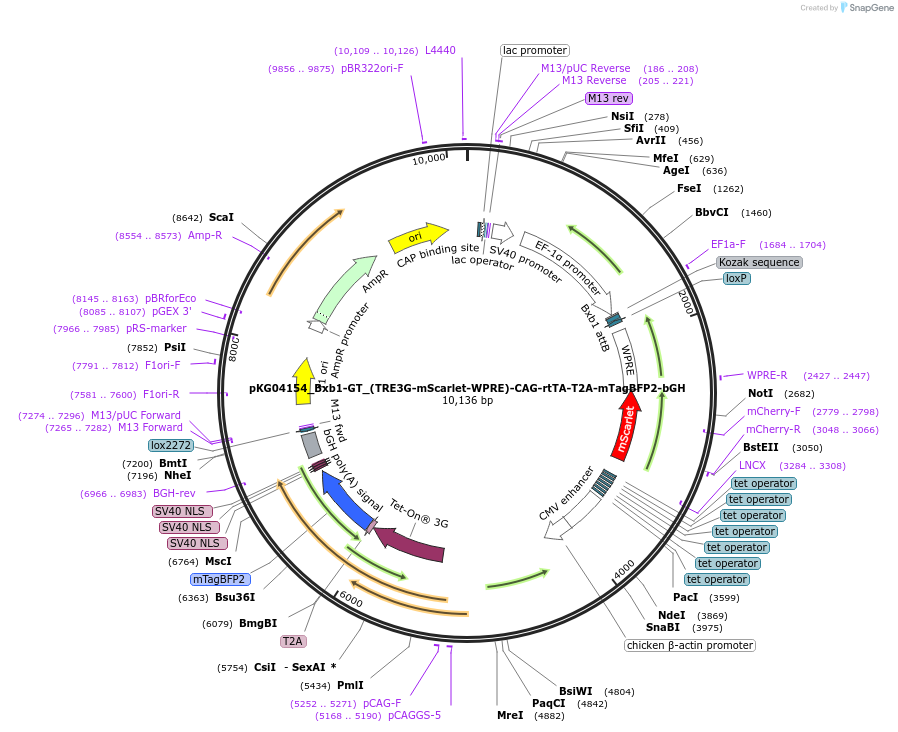 252544-plasmid-map-sequence-id-503926