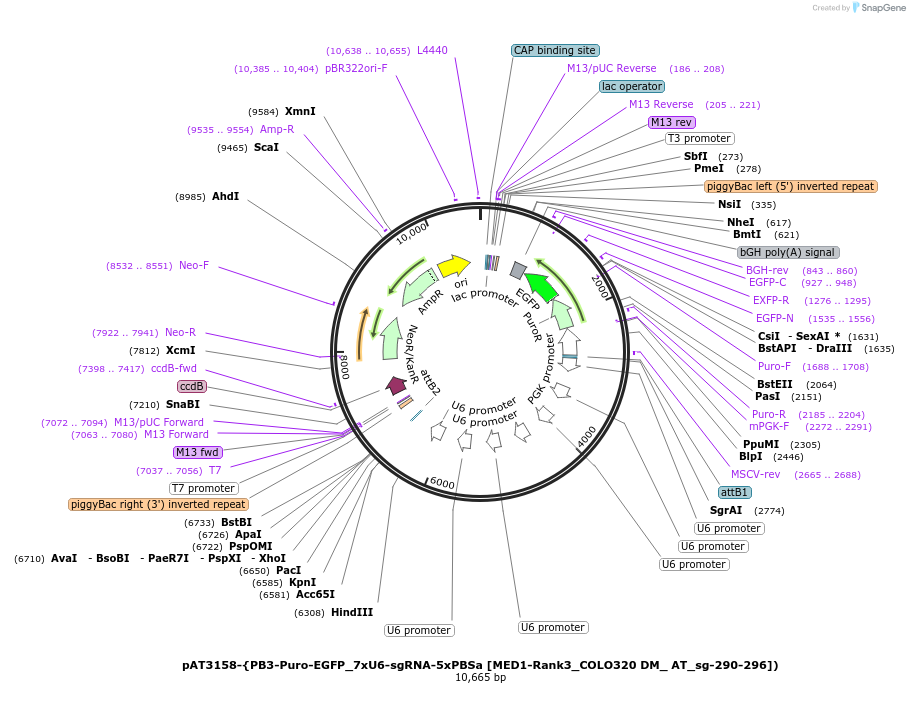 251115-plasmid-map-sequence-id-503934