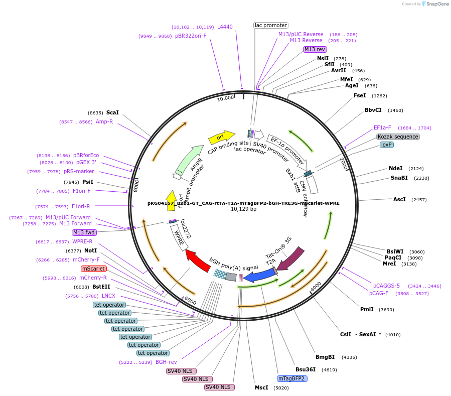 252545-plasmid-map-sequence-id-503937