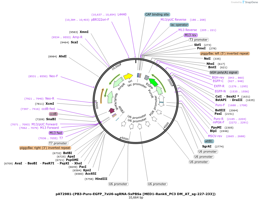 251111-plasmid-map-sequence-id-503939