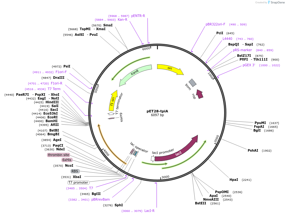 252950-plasmid-map-sequence-id-503940