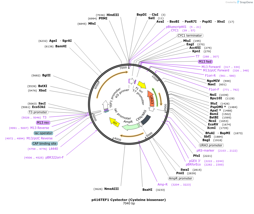 250654-plasmid-map-sequence-id-503947