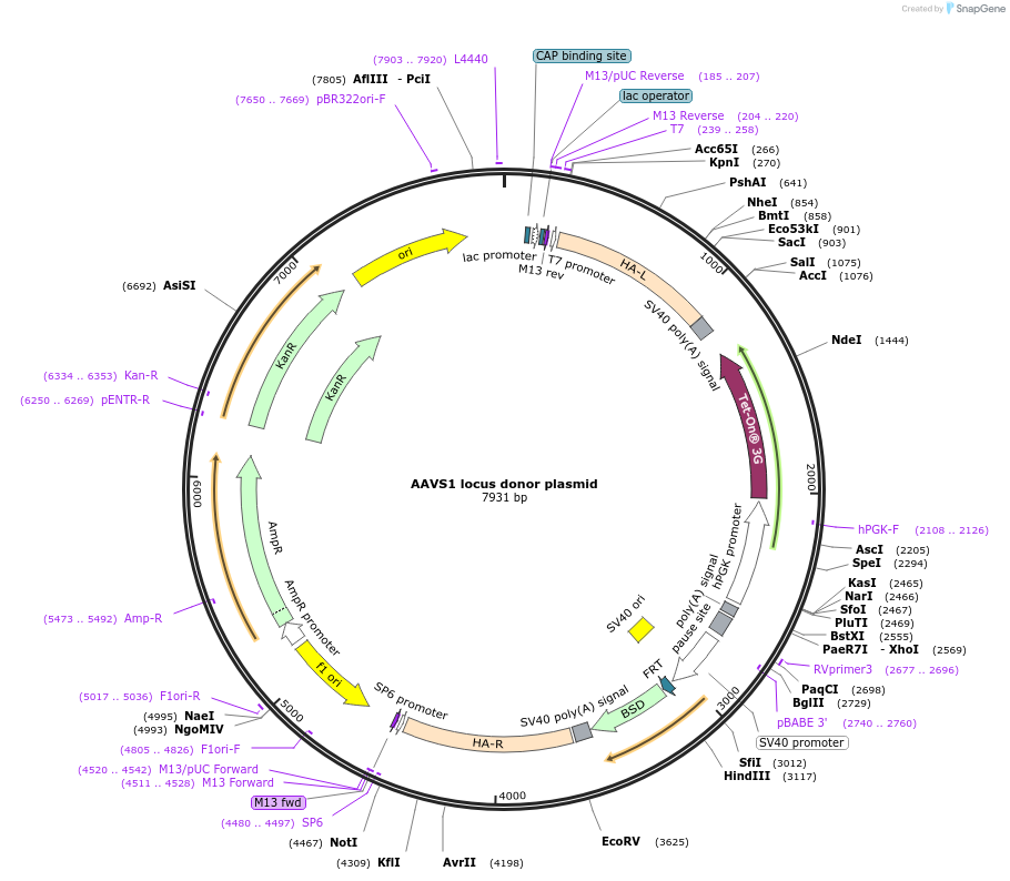 252870-plasmid-map-sequence-id-503949