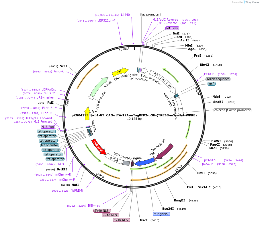 252546-plasmid-map-sequence-id-503961