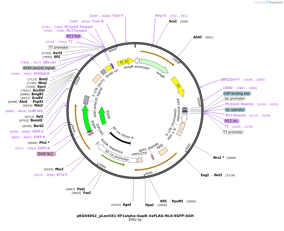 252547-plasmid-map-sequence-id-503962