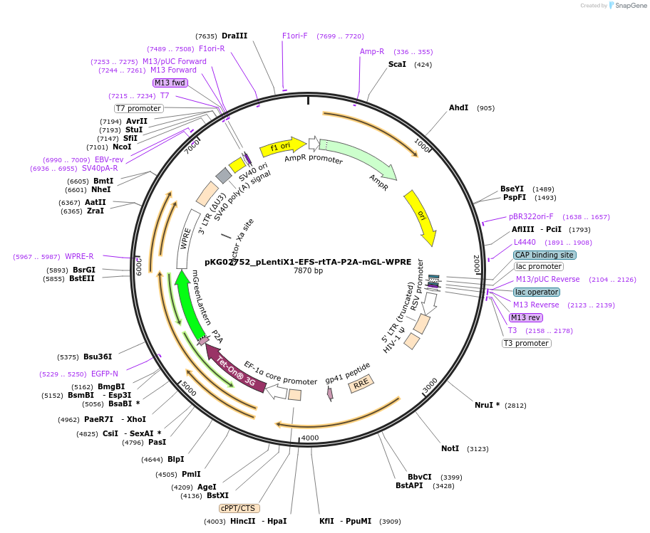 252548-plasmid-map-sequence-id-503963