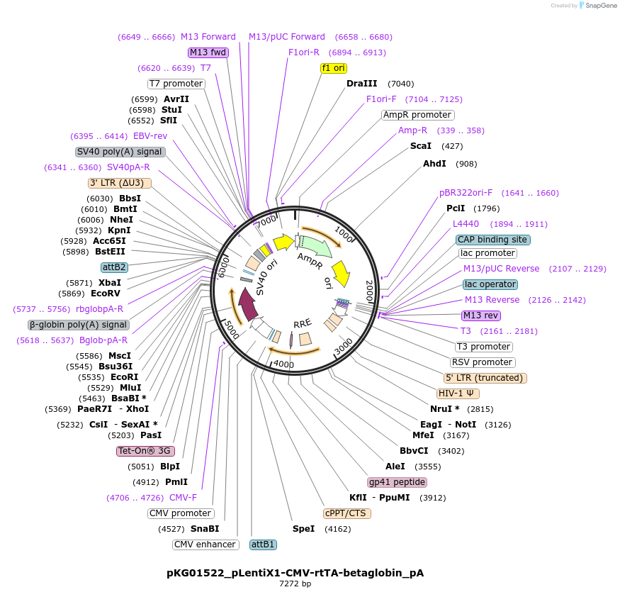 252549-plasmid-map-sequence-id-503965