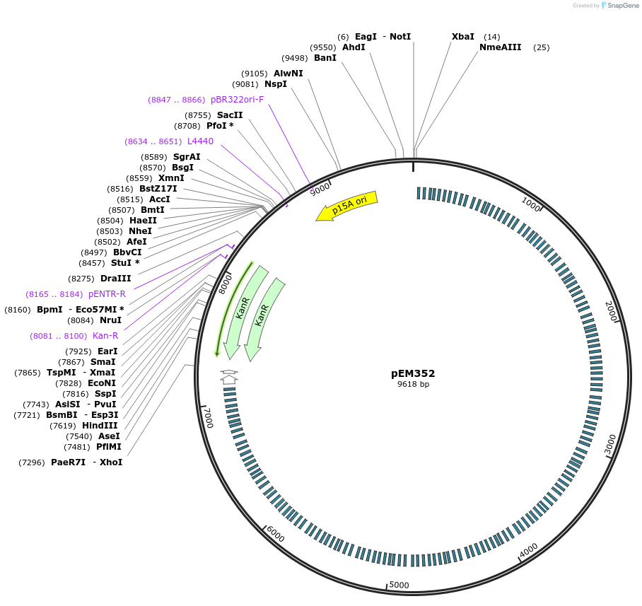 248764-plasmid-map-sequence-id-504082