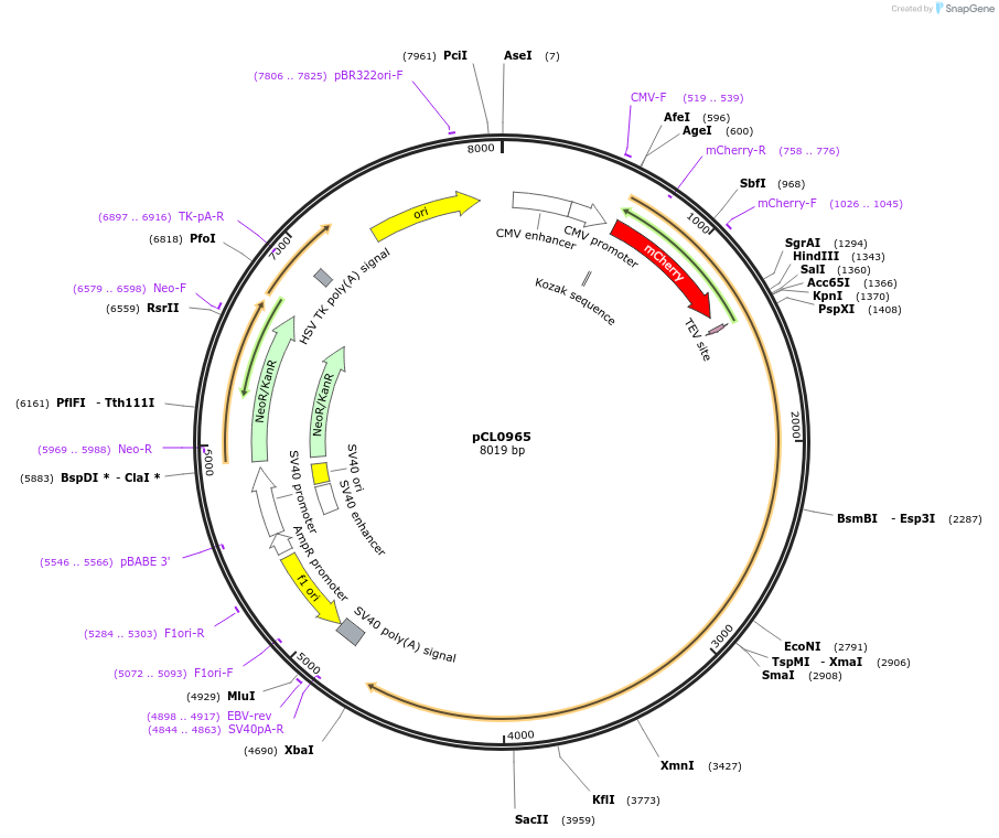 252422-plasmid-map-sequence-id-504090