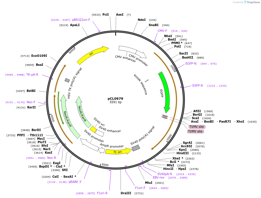 252425-plasmid-map-sequence-id-504092