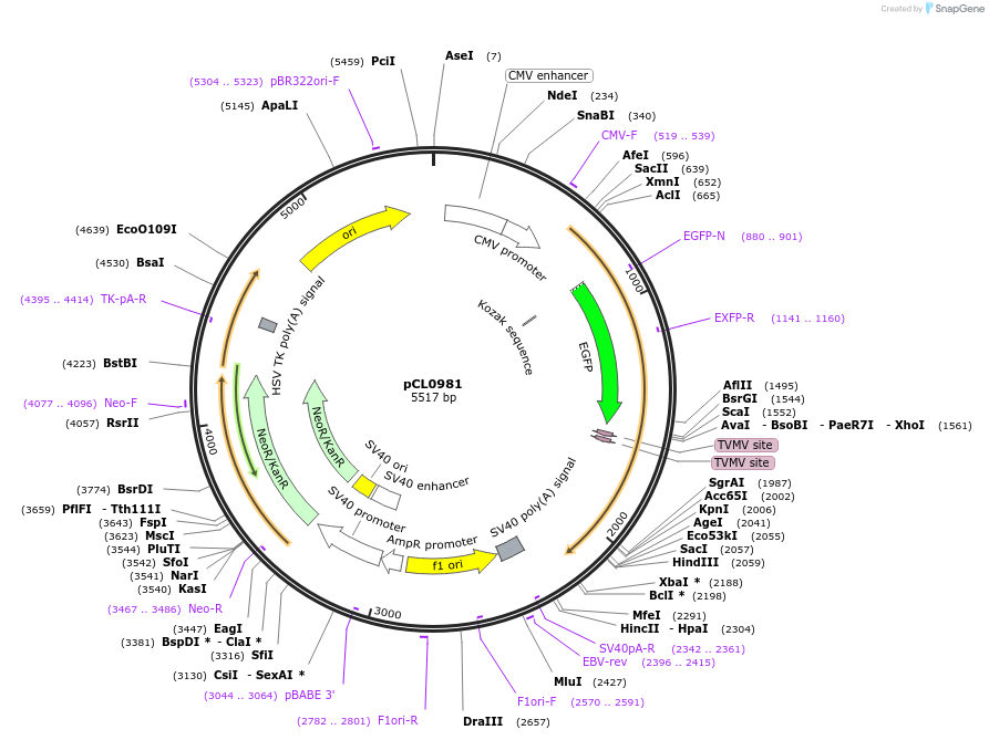 252427-plasmid-map-sequence-id-504098