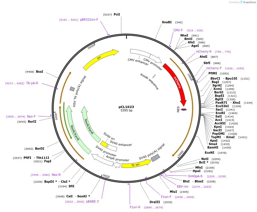 252434-plasmid-map-sequence-id-504101