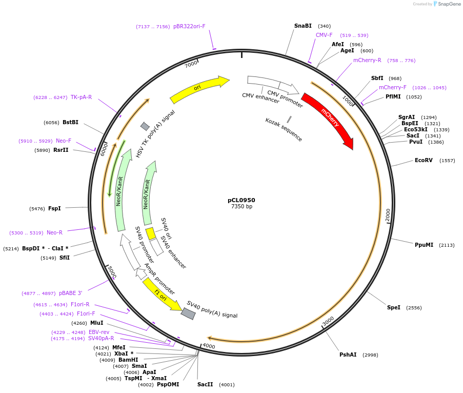 252418-plasmid-map-sequence-id-504103