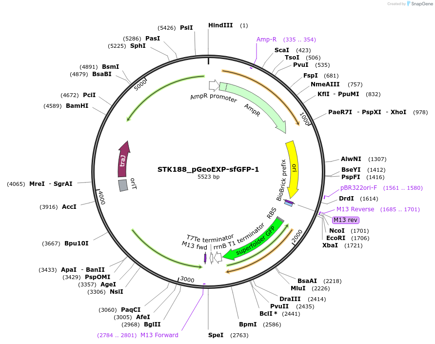 235443-plasmid-map-sequence-id-504104