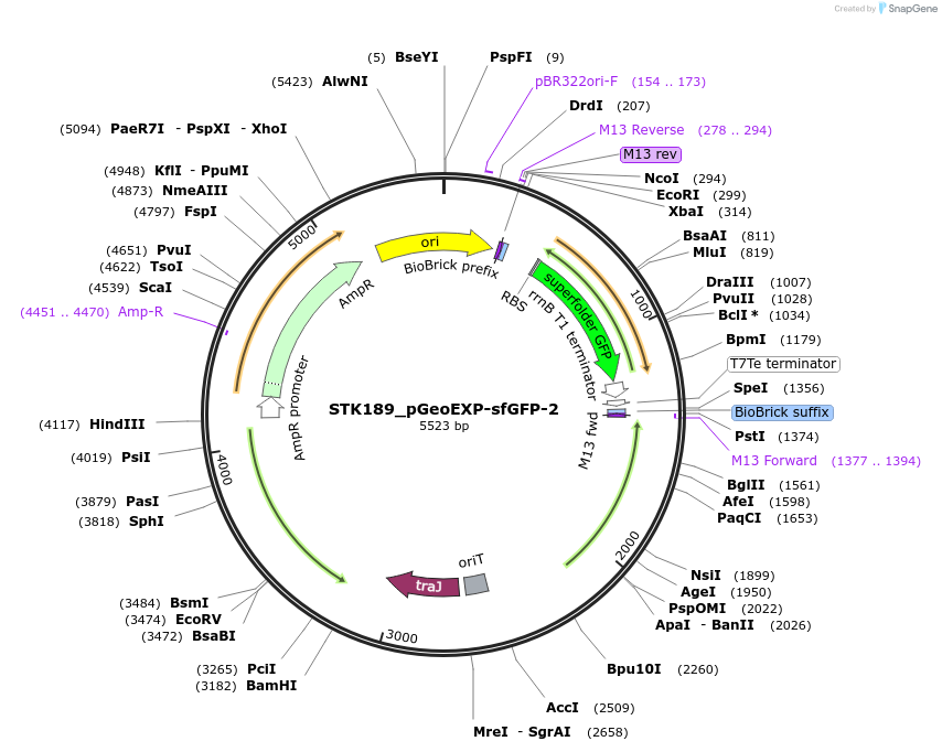 235444-plasmid-map-sequence-id-504105
