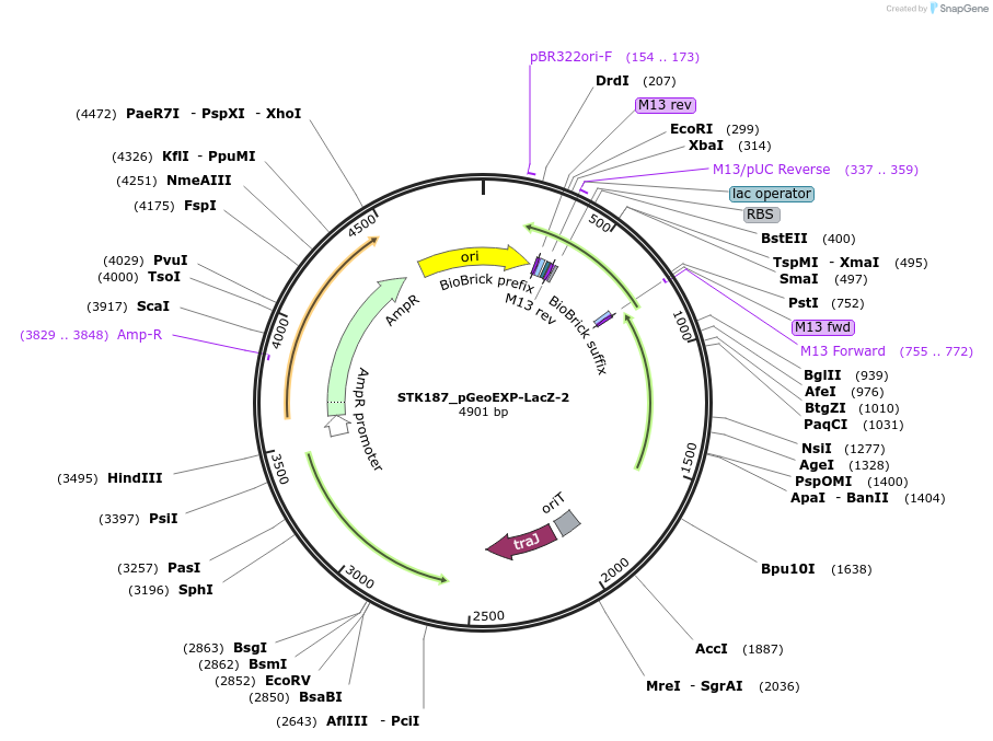 235446-plasmid-map-sequence-id-504106