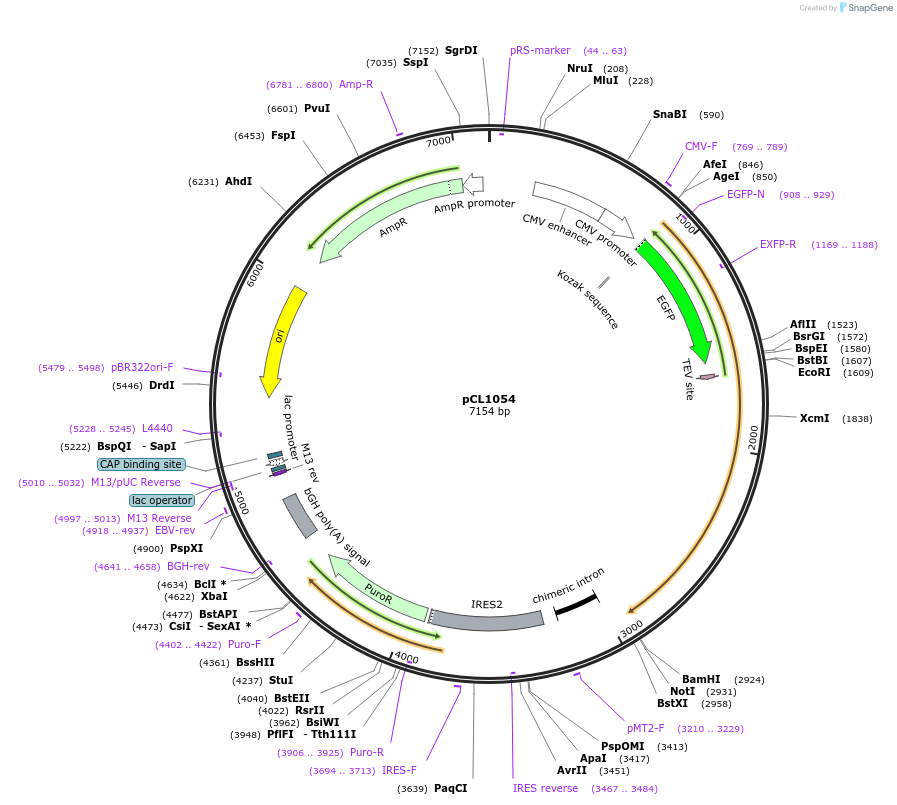 252438-plasmid-map-sequence-id-504107