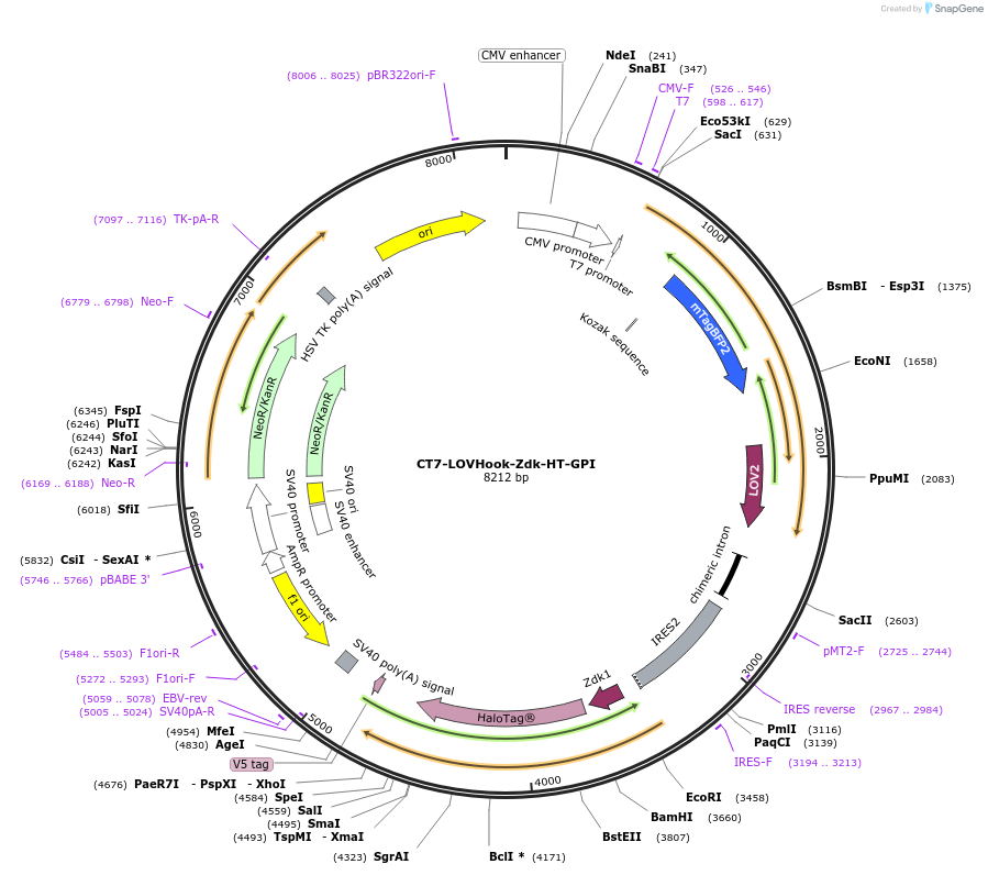 246600-plasmid-map-sequence-id-504128