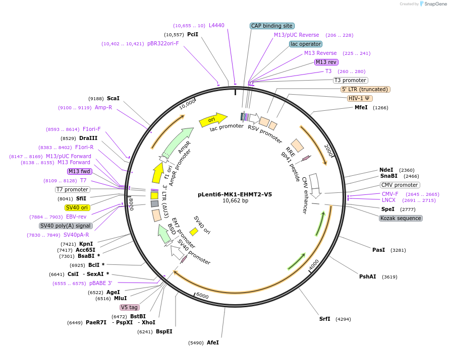 31113-plasmid-map-sequence-id-504129