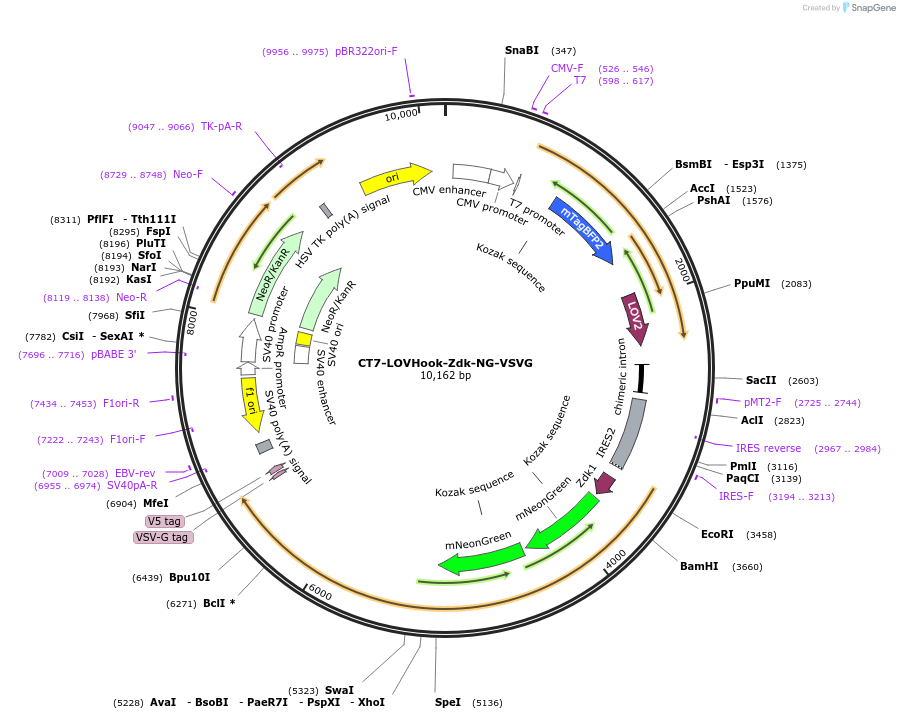 246604-plasmid-map-sequence-id-504133
