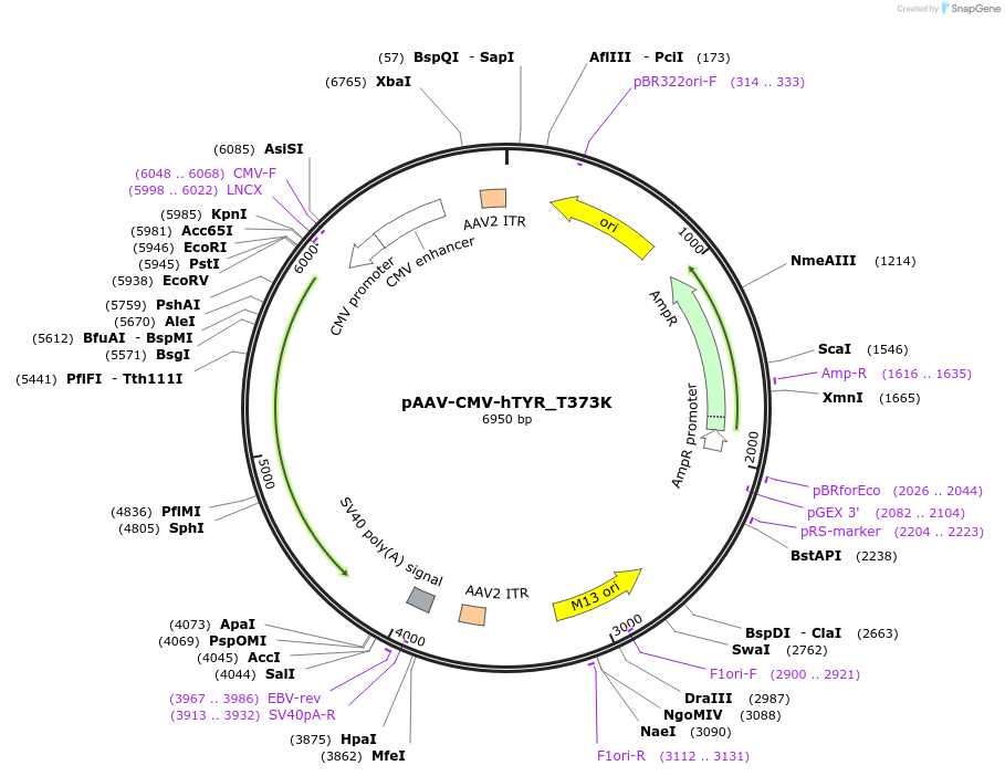 250556-plasmid-map-sequence-id-504162