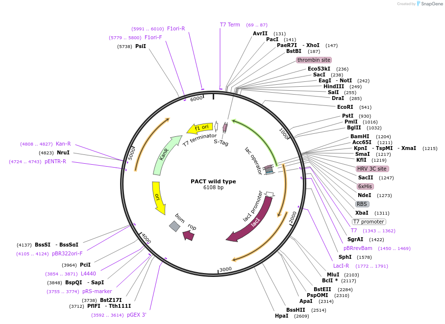 251697-plasmid-map-sequence-id-504168