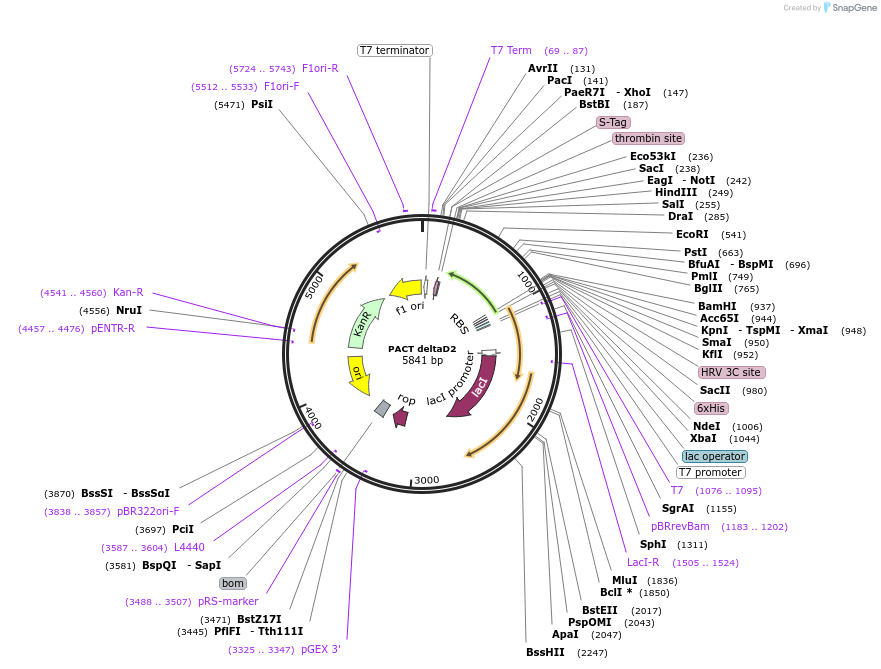 251699-plasmid-map-sequence-id-504250