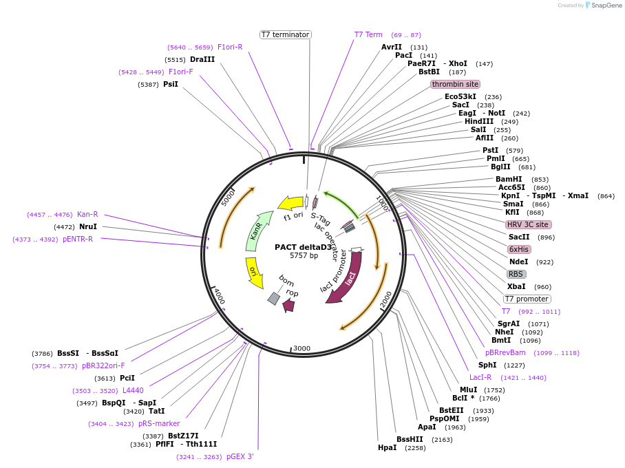 251700-plasmid-map-sequence-id-504251