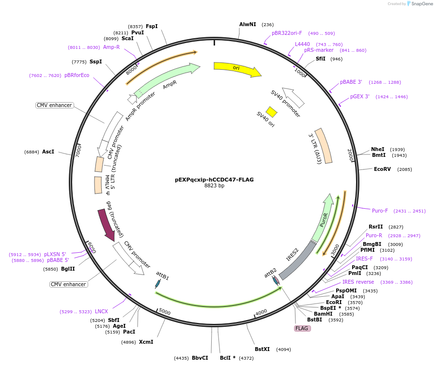 159141-plasmid-map-sequence-id-504256