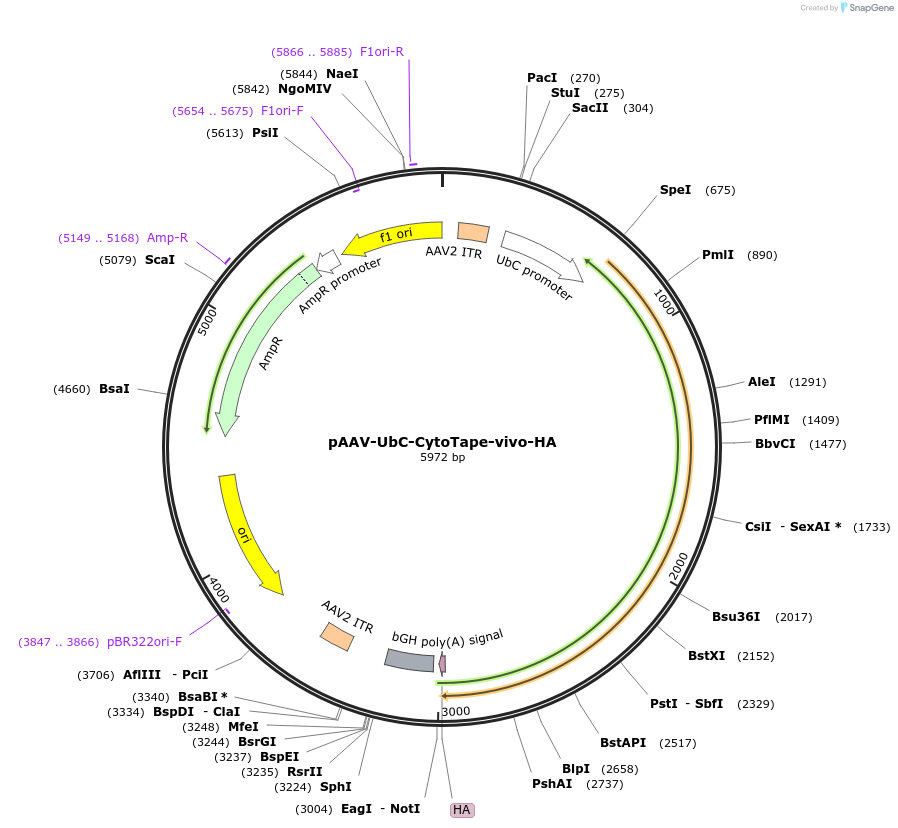 250670-plasmid-map-sequence-id-504262