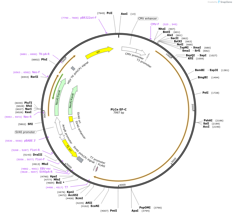 244968-plasmid-map-sequence-id-504263