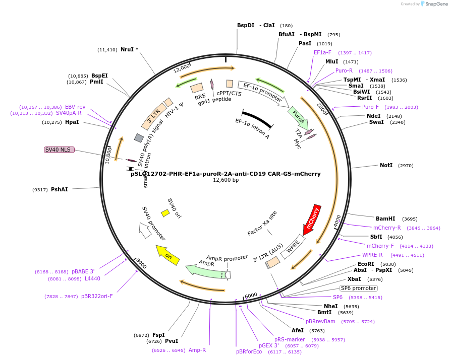 252638-plasmid-map-sequence-id-504279