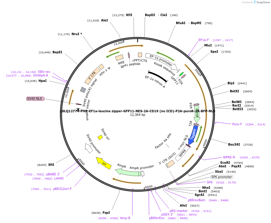 252642-plasmid-map-sequence-id-504281