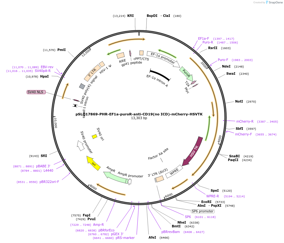 252645-plasmid-map-sequence-id-504282