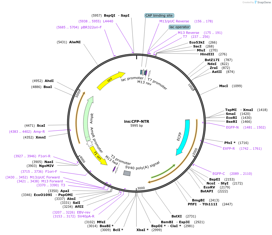 66593-plasmid-map-sequence-id-504286