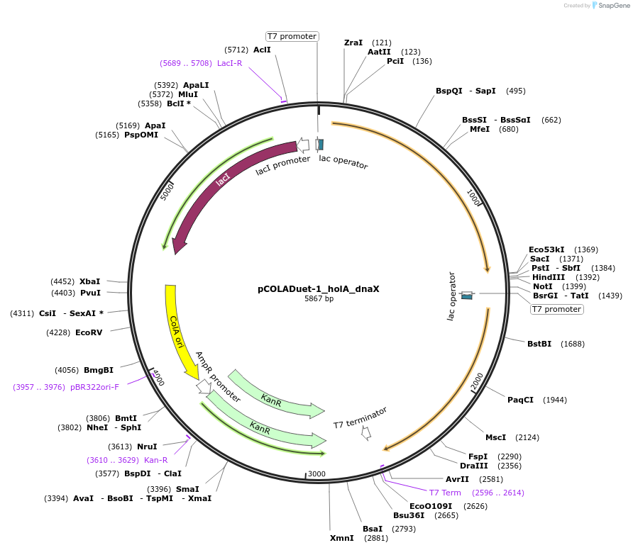 254010-plasmid-map-sequence-id-504301