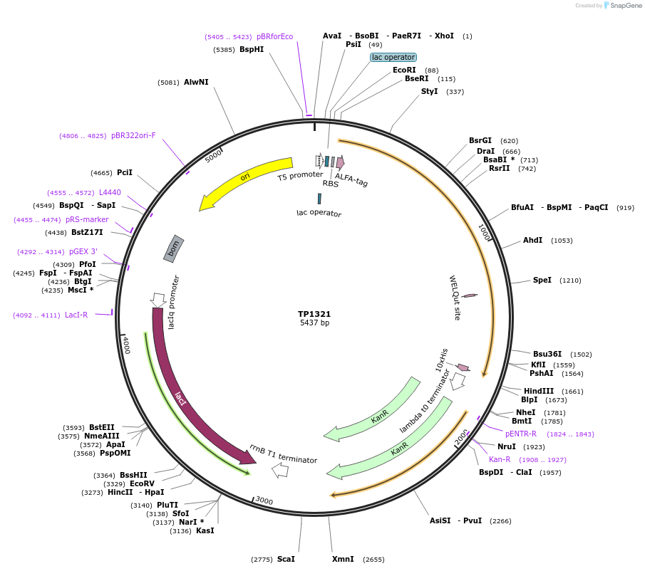 252360-plasmid-map-sequence-id-504310