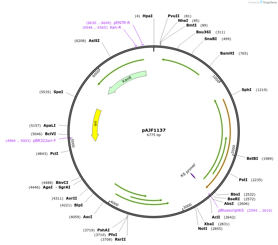 252907-plasmid-map-sequence-id-504318