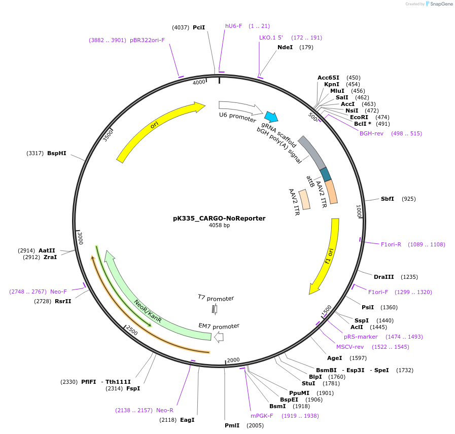 253420-plasmid-map-sequence-id-504320