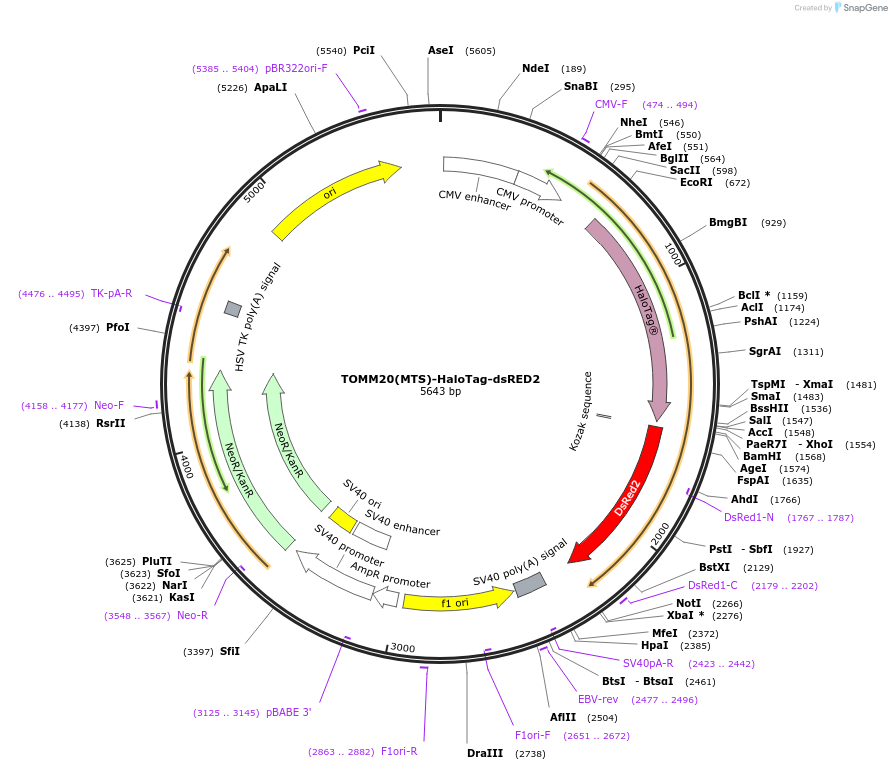 188662-plasmid-map-sequence-id-504337